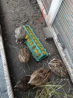 Tekoop japanse kwartels, Dieren en Toebehoren, Pluimvee, Meerdere dieren, Overige soorten