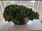 Hoya carnosa compacta, Huis en Inrichting, Kamerplanten, Ophalen, Halfschaduw, Minder dan 100 cm