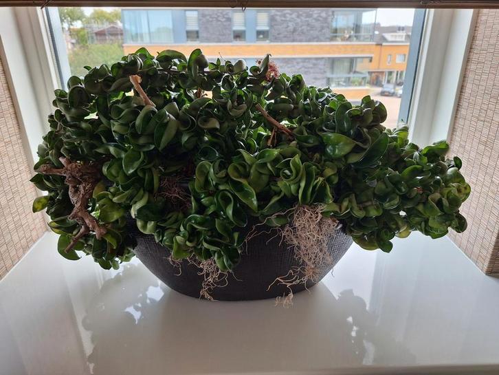 Hoya carnosa compacta, Huis en Inrichting, Kamerplanten, Minder dan 100 cm, Halfschaduw, Ophalen