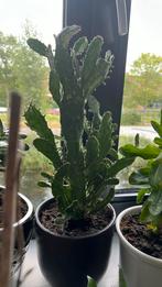 Kactus plant met pot €10, Ophalen, Bloeit niet, Overige soorten