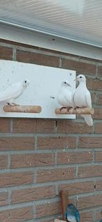 koppel Senegal duiven, Dieren en Toebehoren, Vogels | Overige Vogels, Meerdere dieren