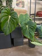 Grote Philodendron met indrukwekkende bladeren, Ophalen, Overige soorten, Volle zon