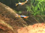 Super mooie endler guppen, guppies, guppie, guppy, aquarium, Vis, Zoetwatervis, Schoolvis