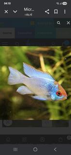 Antennebaars electric blue, Dieren en Toebehoren, Vissen | Aquariumvissen, Vis