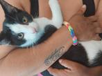 2 lieve kittens te koop, Dieren en Toebehoren, Katten en Kittens | Raskatten | Korthaar, Meerdere dieren, 0 tot 2 jaar