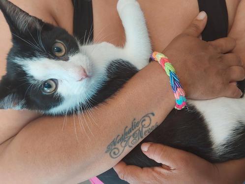 Laaste lieve kitten te koop, Dieren en Toebehoren, Katten en Kittens | Raskatten | Korthaar, Meerdere dieren, 0 tot 2 jaar