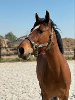 Pony te koop, Dieren en Toebehoren, Paarden, Minder dan 160 cm, B, 7 tot 10 jaar, Recreatiepaard