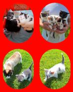 Kittens van onze lieve 'Snowshoe' poes, Dieren en Toebehoren, Katten en Kittens | Overige Katten, Poes