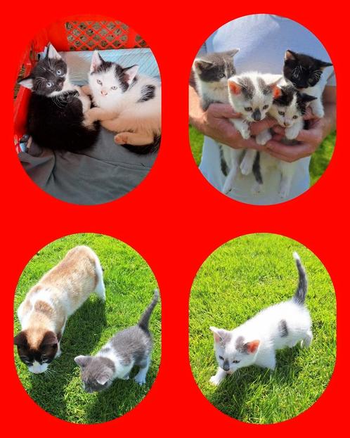 Kittens van onze lieve 'Snowshoe' poes, Dieren en Toebehoren, Katten en Kittens | Overige Katten, Poes