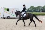 Knappe, betrouwbare 7 jarige M1 dressuur merrie, Dieren en Toebehoren, Paarden, Merrie, Gechipt, M, Dressuurpaard