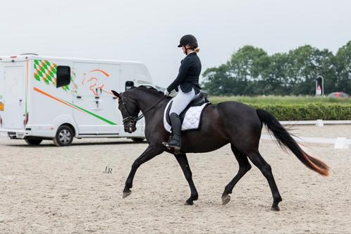 Knappe, betrouwbare 7 jarige M1 dressuur merrie, Dieren en Toebehoren, Paarden, Merrie, M, 165 tot 170 cm, 7 tot 10 jaar, Dressuurpaard
