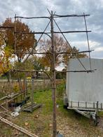 Lei linden 3 stuks in pot €300,00samen, Leiboom, Ophalen of Verzenden, 100 tot 250 cm, Zomer