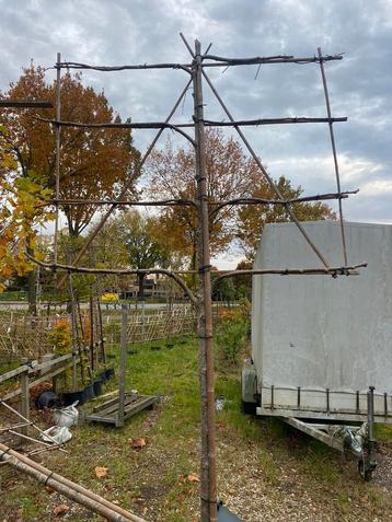 Lei linden 3 stuks in pot €300,00samen beschikbaar voor biedingen