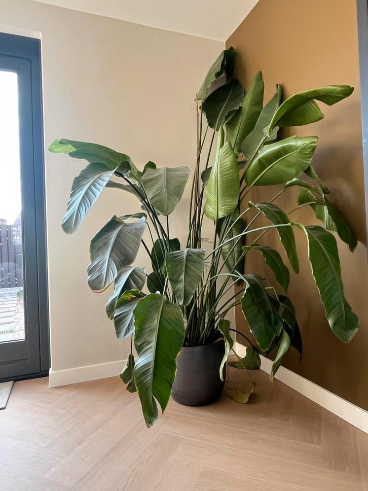 Strelitzia Nicolai 250cm, Huis en Inrichting, Kamerplanten, Overige soorten, 200 cm of meer, Groene kamerplant, Halfschaduw, In pot