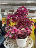 🌿 Prachtige Siernetels (Coleus) – Grote kamerplanten 🌿, Ophalen of Verzenden, In pot, Halfschaduw, Minder dan 100 cm