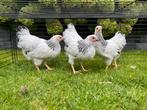Laatste jonge Wyandottekriel Columbia zwart wit hennen, Dieren en Toebehoren, Vrouwelijk, Kip