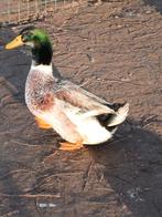 Appelyard eenden, Dieren en Toebehoren, Pluimvee, Meerdere dieren, Eend
