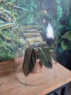 Glazen stolp, Ophalen