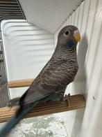 2 x blackface blackwing denk man en pop, Dieren en Toebehoren, Vogels | Parkieten en Papegaaien, Meerdere dieren, Parkiet