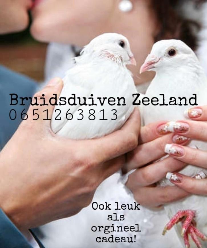 Witte duiven (bezorgen mogelijk), Dieren en Toebehoren, Vogels | Duiven, Postduif, Meerdere dieren
