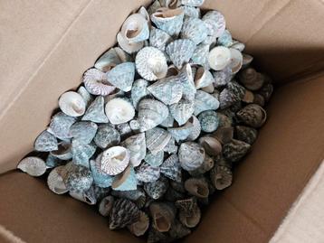 Grote doos blauw/grijze schelpen  beschikbaar voor biedingen