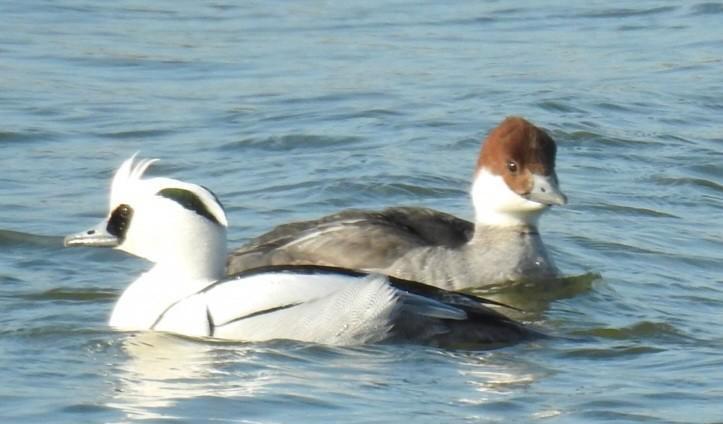 Siereenden, watervogels, Dieren en Toebehoren, Pluimvee, Eend, Meerdere dieren