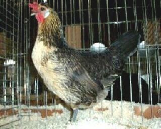 brabants  hoen, Dieren en Toebehoren, Pluimvee, Kip, Vrouwelijk