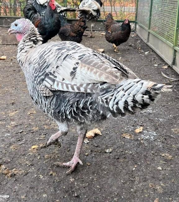 2 schitterende Kalkoen hennen ! kalkoen kalkoenen fors ron, Dieren en Toebehoren, Pluimvee, Kalkoen, Vrouwelijk