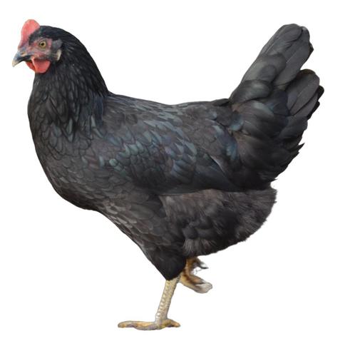 Groenleggers kippen, Dieren en Toebehoren, Pluimvee, Kip, Vrouwelijk