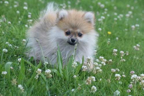 Keeshond,pomeriaan,dwergkees,spitz pup, Dieren en Toebehoren, Honden | Poolhonden, Keeshonden en Oertypen, Meerdere dieren, Keeshond