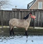 mooie valk pony ruin, Ruin