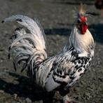 Overname kippen en andere dieren