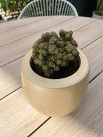 Kamer plant cactus, Huis en Inrichting, Kamerplanten, Ophalen, Cactus, Minder dan 100 cm