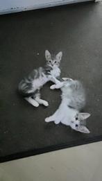 Lieve grijze kittens, Dieren en Toebehoren, Katten en Kittens | Raskatten | Korthaar, Kater, Ontwormd