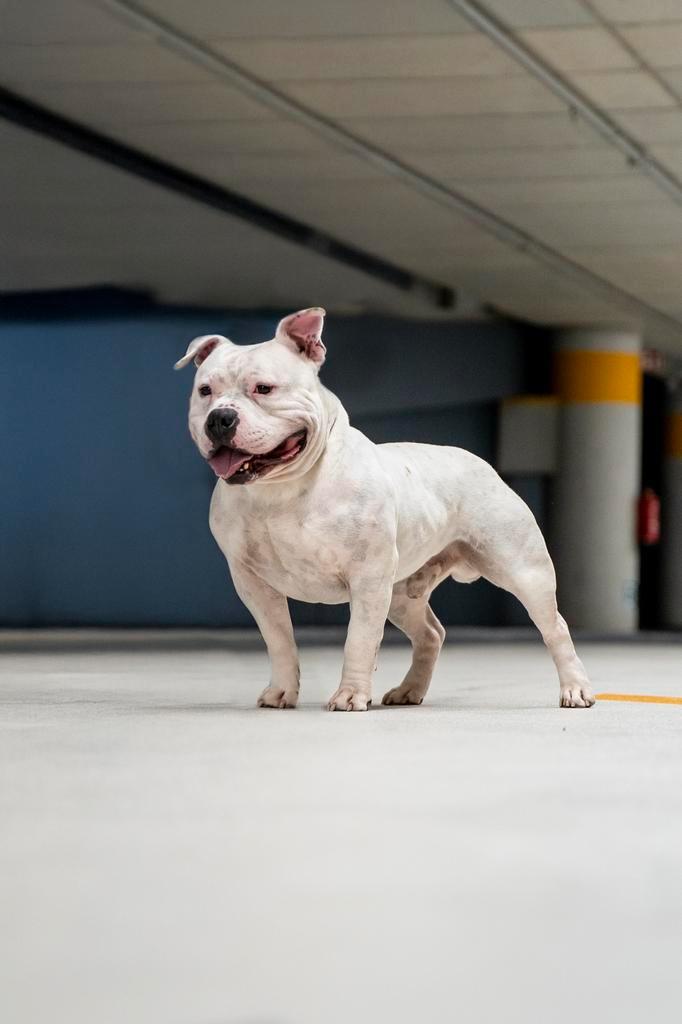 American Bully Pocket dekreu ABKC Tri drager, Dieren en Toebehoren, Honden | Dekreuen, Reu, Particulier, Eén hond, Nederland, 3 tot 5 jaar