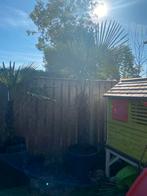 Palmboom trachicarpus, Ophalen of Verzenden, Zo goed als nieuw, Kunststof, 250 tot 500 cm