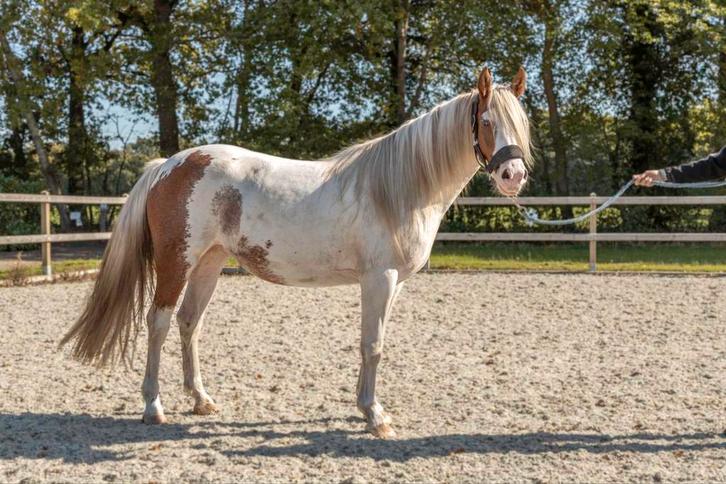 Toekomstige sportpony, dressuur, springen en eventing, Dieren en Toebehoren, Pony's, Merrie, Onbeleerd, Springpony, 0 tot 2 jaar