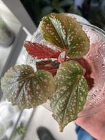 Terrariumplant begonia pink spot, Huis en Inrichting, Kamerplanten, Ophalen of Verzenden, Halfschaduw, Minder dan 100 cm