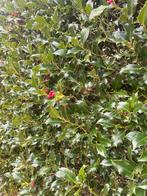 Hulst met besjes voor kerststukjes, Ophalen of Verzenden, Minder dan 100 cm