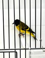 Te koop Zwatkopsijs Man, Mannelijk, Wildzangvogel, Geringd
