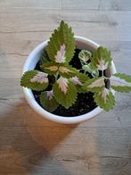 Coleus plant incl. pot met marmerlook, Ophalen, Overige soorten, Volle zon