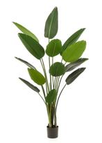 strelitzia 190cm, Ophalen of Verzenden, Nieuw