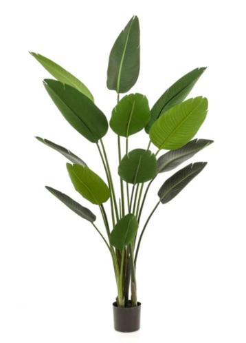 strelitzia 190cm  beschikbaar voor biedingen