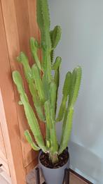 Cactus Euphorbia, Ophalen, 100 tot 150 cm, Halfschaduw, Cactus