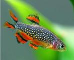 Galaxy rasboras / Celestial pearl danio. (Eigenkweek), Dieren en Toebehoren, Vissen | Aquariumvissen, Zoetwatervis, Schoolvis