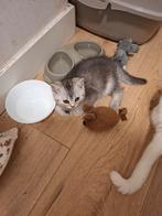 Britse Katten, Dieren en Toebehoren, Katten en Kittens | Raskatten | Korthaar, Meerdere dieren