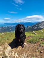 Dekreu aangeboden – Golden Retriever  Boerenfox-kruising, Dieren en Toebehoren, Honden | Dekreuen, 6 jaar of ouder, Rabiës (hondsdolheid)