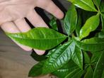 Pachira Aquatica Geldboomplant green on green variegata, Ophalen of Verzenden, Halfschaduw, Minder dan 100 cm