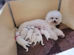 Bichon Frise pups, Overige rassen, 8 tot 15 weken, Meerdere, Meerdere dieren