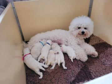 Bichon Frise pups beschikbaar voor biedingen
